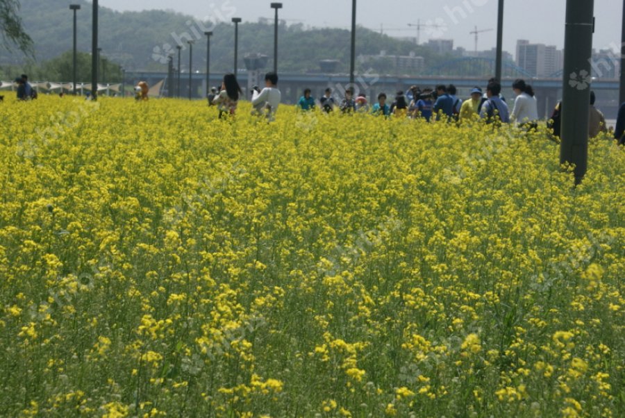 한강 서래섬 유채꽃 축제