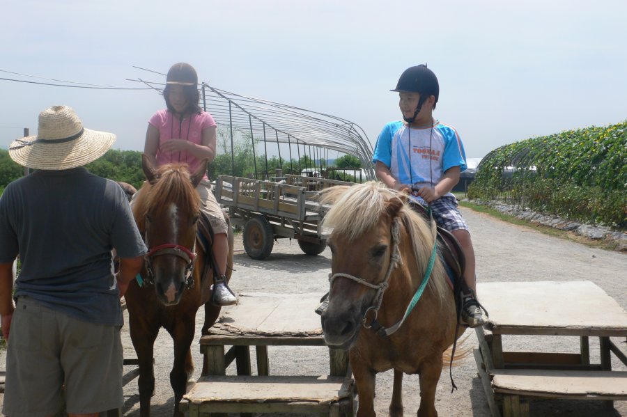 양천구 청소년 전통체험 및 승마체험
