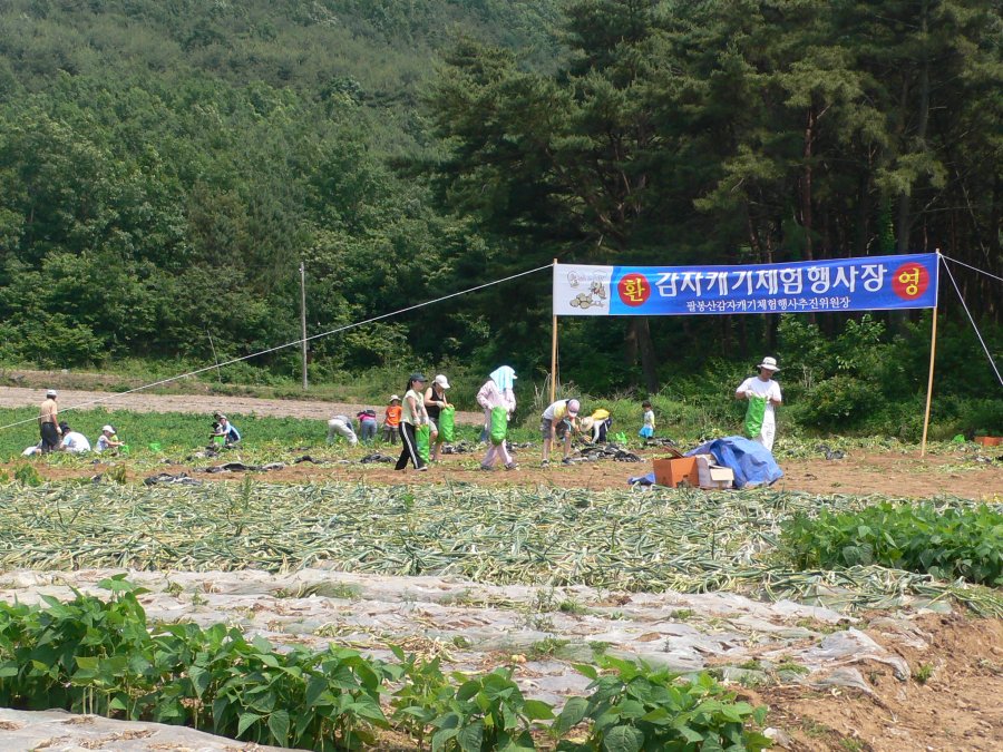 제5회 팔봉산 감자축제