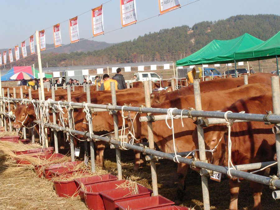 2005 축산인 한마음 대축제